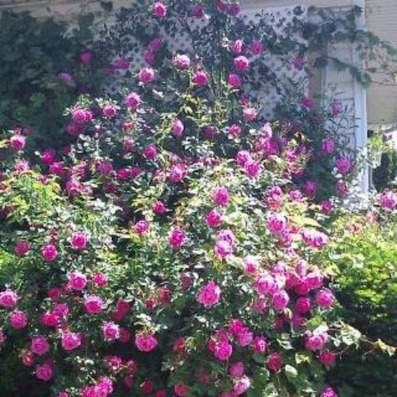 Meet your Posher, Debbie - Picture 1 of 1